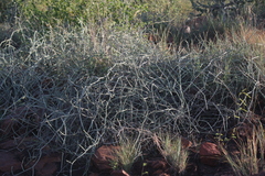 Sarcostemma intermedium